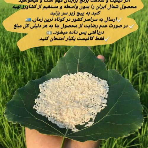 فروش برنج شمال