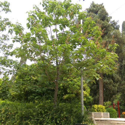 سریع الرشد ترین درخت جهان(پالونیا)