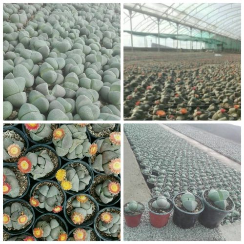 بزرگترین تولید کننده گل پیلوس در ایران