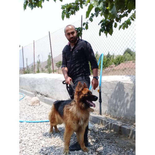 مربی سگ،آموزش سگ،تربیت سگ پانسیون در تهران