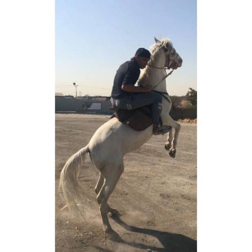 کرایه اسب و شتر در تهران