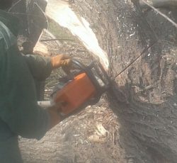 خرید چوب وقطع وهرس درختان خشک در مشهد و سراسر کشور