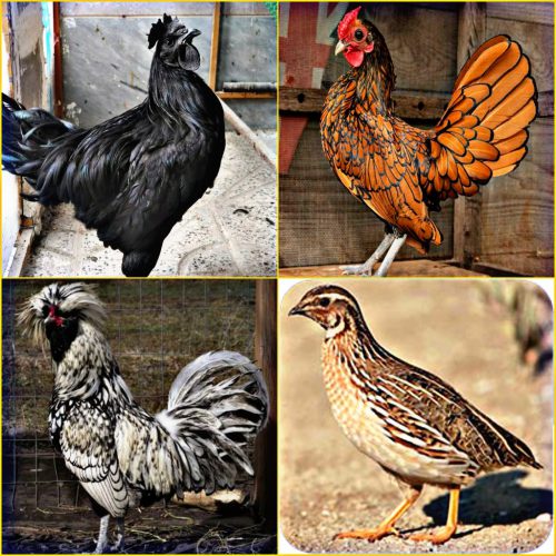 فروش حیوانات زینتی و تخمگذار در لنگرود