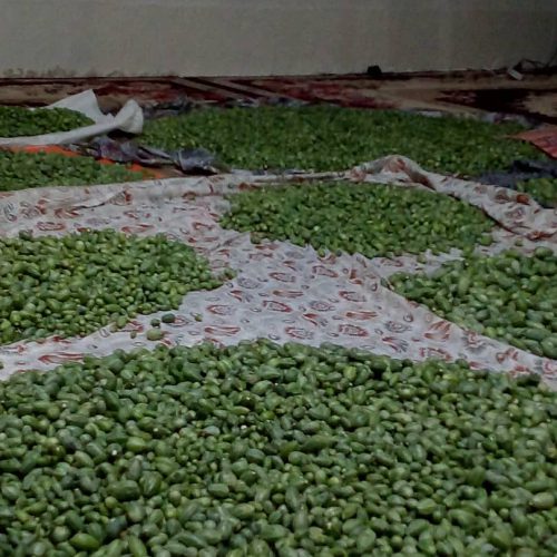 فروش عمده هندوانه وحشی(لگجین. گلک. کاپاریس) در کازرون