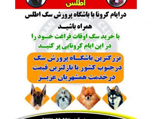 باشگاه پرورش و خرید و فروش سگ در کرمان
