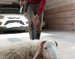 قصاب ذبح دام(گوسفند،گاو گوساله)در محل یا منزل در تهران