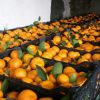 فروش نارنگی و پرتقال و کیوی شمال در نوشهر