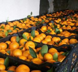 فروش نارنگی و پرتقال و کیوی شمال در نوشهر