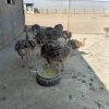 مزرعه پرورش شترمرغ سپند در تهران