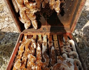تولید و فروش عسل طبیعی در سپیدان