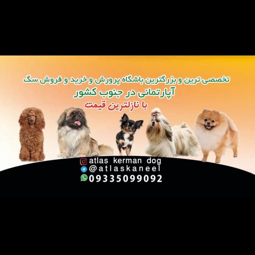 باشگاه پرورش و خرید و فروش سگ در کرمان
