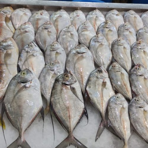 فروش ماهی و میگو در بندر عباس و ارسال به سراسر ایران