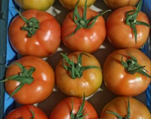 مرکز فروش گوجه صادراتی گلخانه ای در هرمزگان