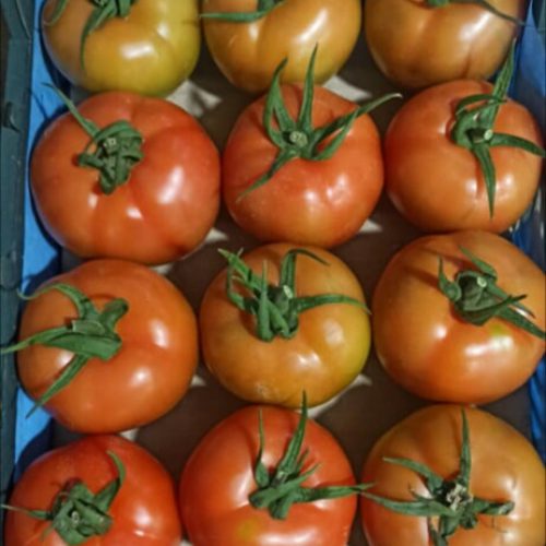 مرکز فروش گوجه صادراتی گلخانه ای در هرمزگان