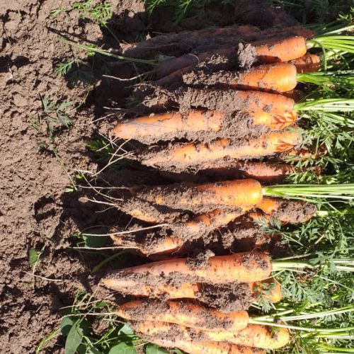 فروش بذر هویج فله دست اول در فلاورجان