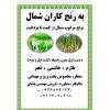 فروش برنج مرغوب شمال از کشت تا برداشت در تهران