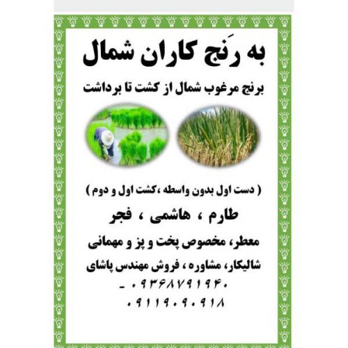 فروش برنج مرغوب شمال از کشت تا برداشت در تهران