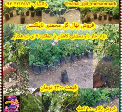 فروش نهال گل محمدی انگور در کاشان