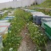 تولید و فروش عسل چهل گیاه طبیعی لیقوان