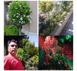 انجام کلیه امور باغبانی و گل در تهران