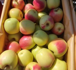 فروش سیب درختی در سراسر ایران
