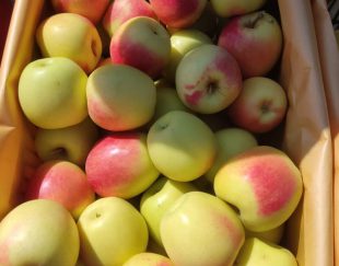 فروش سیب درختی در سراسر ایران