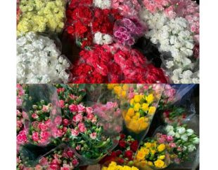 فروش و پخش گل و گیاه در ارومیه