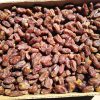 فروش عمده خرمای کبکاب در بوشهر – آب پخش