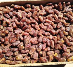فروش عمده خرمای کبکاب در بوشهر – آب پخش