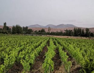 فروش انواع نهال های انگور سفید و قرمز در ارومیه