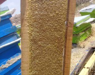 تولید و فروش عسل سبلان در سرعین – اردبیل