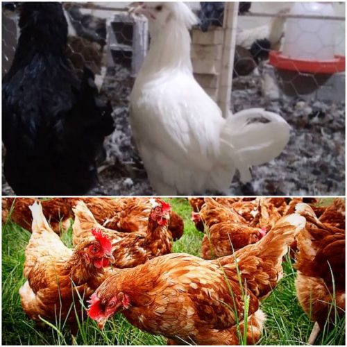 مزرعه طیور جهش – پرورش و فروش مرغ و طیور در یاسوج