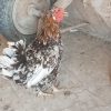 فروش مرغ و خروس و تخم مرغ نطفه دار گلین در کرمان