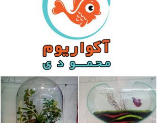 فروش عمده ماهی زینتی در یزد ارسال به سراسر کشور