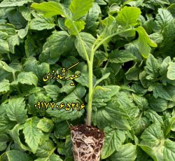 گلخانه تولید نشاء و خرید و فروش محصولات کشاورزی در مرودشت – شیراز