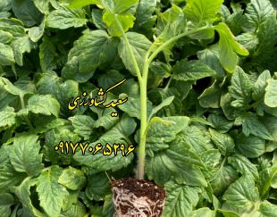 گلخانه تولید نشاء و خرید و فروش محصولات کشاورزی در مرودشت – شیراز
