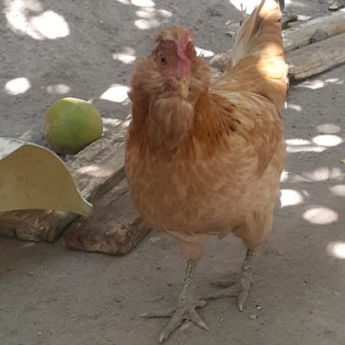 فروش مرغ و خروس و تخم مرغ نطفه دار گلین در کرمان