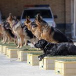 آموزش و تربیت انواع سگ در کرج