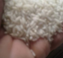 تولید و فروش برنج ارگانیک بدون هیچ سم و کودی در آستانه اشرفیه