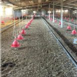تولید ، فروش و پخش کود مرغی در کرمانشاه