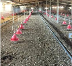 تولید ، فروش و پخش کود مرغی در کرمانشاه