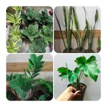 گلخانه سیار – فروش آنلاین انواع گل و گیاه آپارتمانی در بیرجند و سراسر کشور