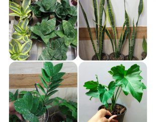 گلخانه سیار – فروش آنلاین انواع گل و گیاه آپارتمانی در بیرجند و سراسر کشور