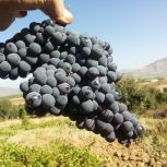 فروش نهال انگور سیاه کردستانی در مریوان