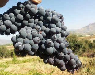 فروش نهال انگور سیاه کردستانی در مریوان