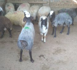 فروش گوسفند زنده همراه قصاب در شهریار – تهران
