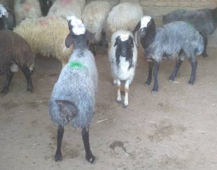 فروش گوسفند زنده همراه قصاب در شهریار – تهران