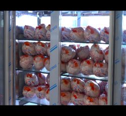 مرکز فروش مرغ و ماهی در همدان