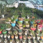 گلخانه وصال – فروش گل و گیاه آپارتمانی در بیرجند