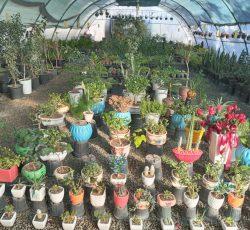 گلخانه وصال – فروش گل و گیاه آپارتمانی در بیرجند